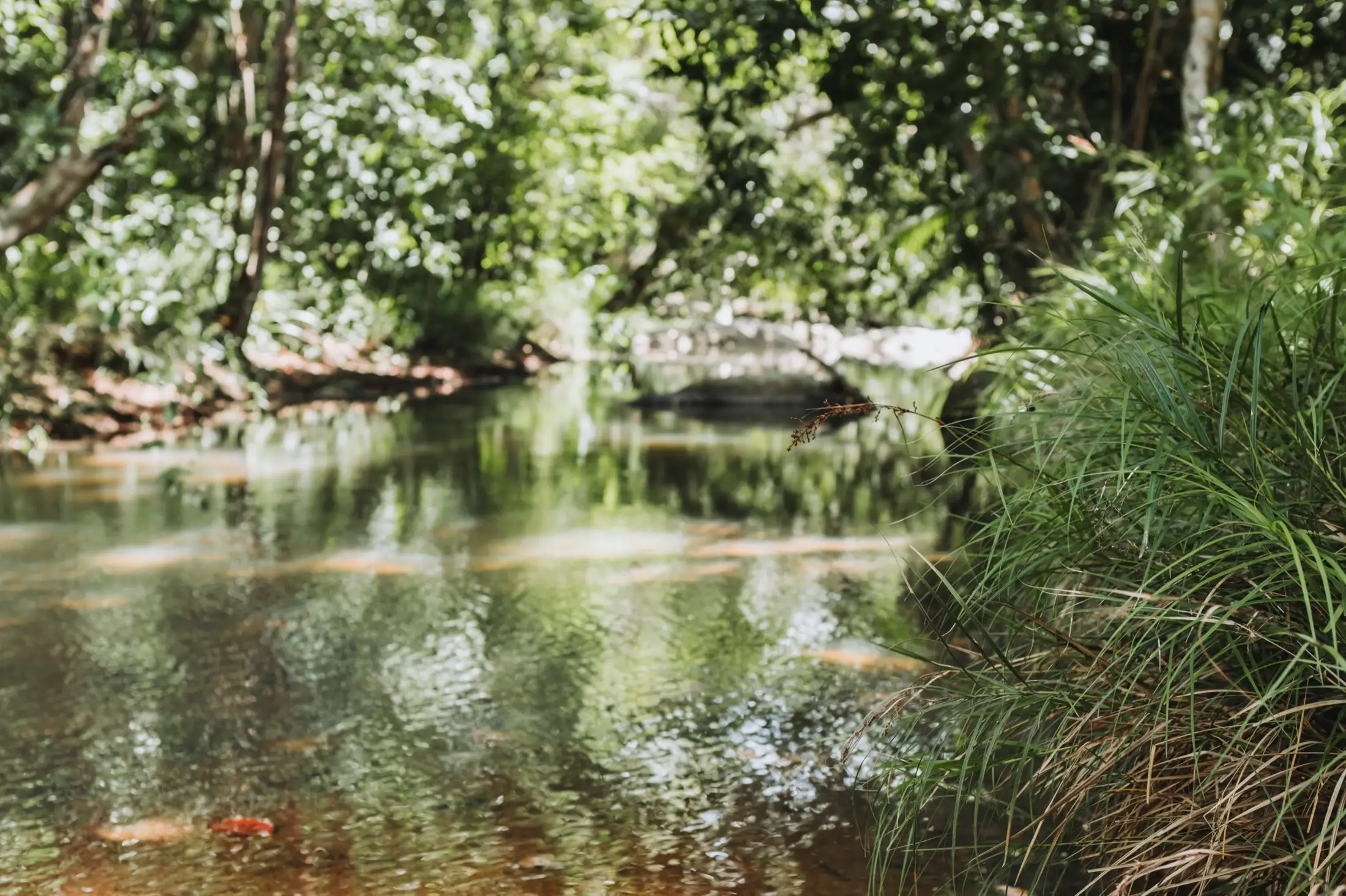A slow forest stream between grassy banks under the trees.